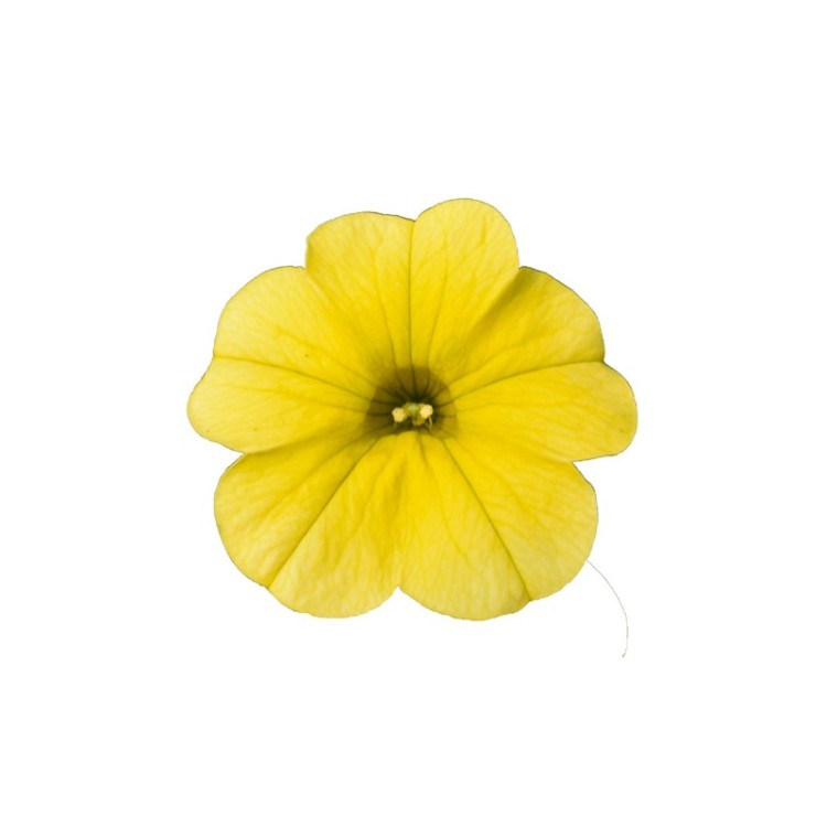 Calibrachoa Jambo "Yellow" - во саксија Ø18